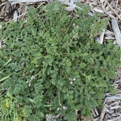 Erodium cicutarium at Jerrabomberra, NSW - 6 Aug 2022 05:22 PM