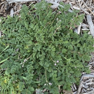 Erodium cicutarium at Jerrabomberra, NSW - 6 Aug 2022