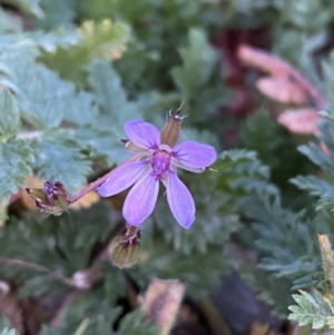 Erodium cicutarium at Jerrabomberra, NSW - 6 Aug 2022