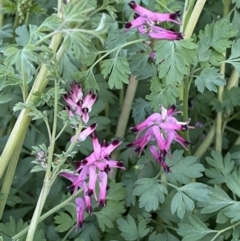 Fumaria muralis subsp. muralis (Wall Fumitory) at Jerrabomberra, NSW - 6 Aug 2022 by SteveBorkowskis