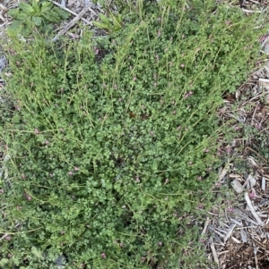 Fumaria muralis subsp. muralis at Jerrabomberra, NSW - 6 Aug 2022 05:21 PM