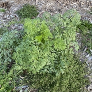 Conium maculatum at Jerrabomberra, NSW - 6 Aug 2022