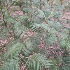 Acacia mearnsii (Black Wattle) at Mount Jerrabomberra - 6 Aug 2022 by Steve_Bok