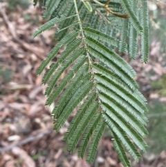 Acacia mearnsii at Jerrabomberra, NSW - 6 Aug 2022