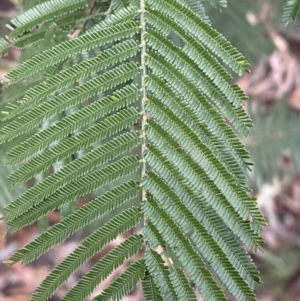 Acacia mearnsii at Jerrabomberra, NSW - 6 Aug 2022