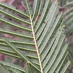 Acacia mearnsii at Jerrabomberra, NSW - 6 Aug 2022 04:46 PM