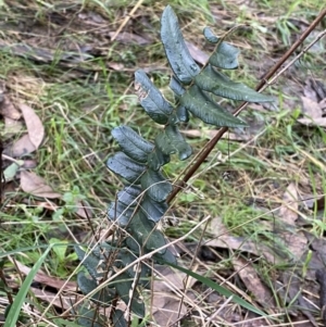 Pellaea falcata at Jerrabomberra, NSW - suppressed