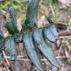 Pellaea falcata at Jerrabomberra, NSW - suppressed