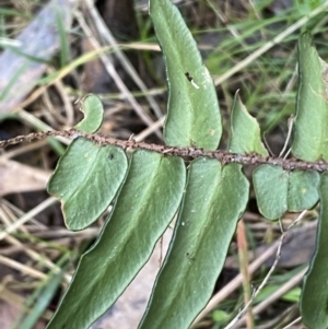 Pellaea falcata at Jerrabomberra, NSW - suppressed