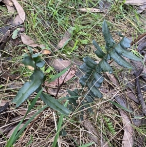 Pellaea falcata at Jerrabomberra, NSW - suppressed