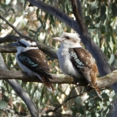 Dacelo novaeguineae (Laughing Kookaburra) at Mount Jerrabomberra - 6 Aug 2022 by Steve_Bok