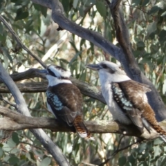 Dacelo novaeguineae at Jerrabomberra, NSW - 6 Aug 2022