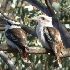 Dacelo novaeguineae at Jerrabomberra, NSW - 6 Aug 2022