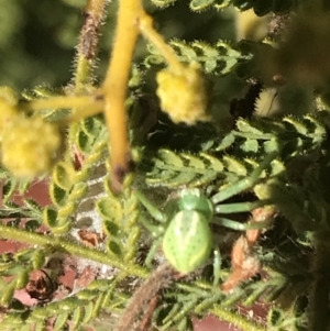 Lehtinelagia sp. (genus) at Garran, ACT - 2 Aug 2022