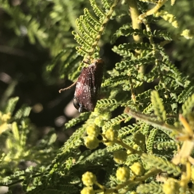 Platybrachys decemmacula (Green-faced gum hopper) at Garran, ACT - 2 Aug 2022 by Tapirlord