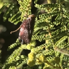 Platybrachys decemmacula at Garran, ACT - 2 Aug 2022