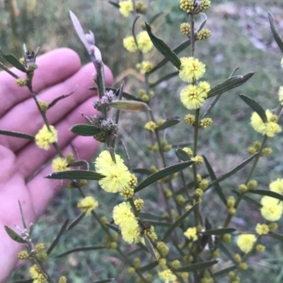 Acacia lanigera var. lanigera (Woolly Wattle, Hairy Wattle) at Hughes Garran Woodland - 1 Aug 2022 by Tapirlord