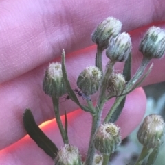 Erigeron bonariensis (Flaxleaf Fleabane) at Hughes, ACT - 1 Aug 2022 by Tapirlord