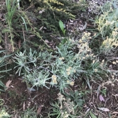 Pseudognaphalium luteoalbum (Jersey Cudweed) at Hughes, ACT - 1 Aug 2022 by Tapirlord