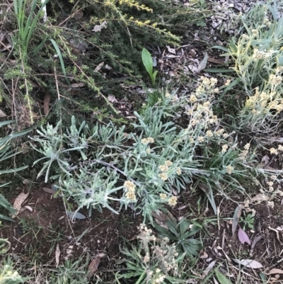 Pseudognaphalium luteoalbum (Jersey Cudweed) at Hughes, ACT - 1 Aug 2022 by Tapirlord