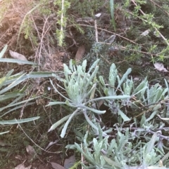 Pseudognaphalium luteoalbum at Hughes, ACT - 1 Aug 2022