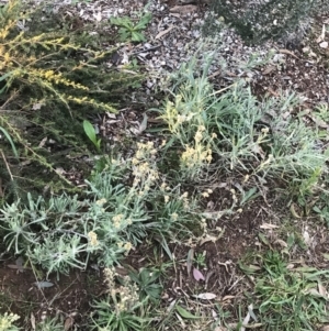 Pseudognaphalium luteoalbum at Hughes, ACT - 1 Aug 2022