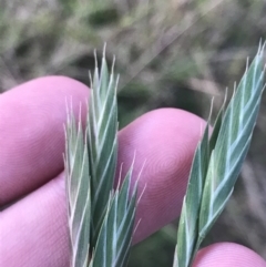 Bromus catharticus (Prairie Grass) at Hughes, ACT - 1 Aug 2022 by Tapirlord