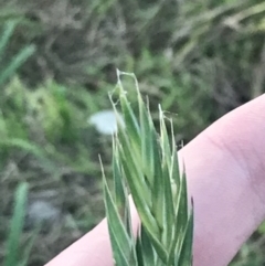 Bromus catharticus at Hughes, ACT - 1 Aug 2022