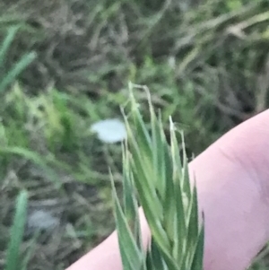 Bromus catharticus at Hughes, ACT - 1 Aug 2022