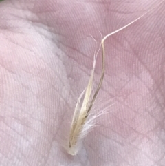 Rytidosperma sp. (Wallaby Grass) at Red Hill to Yarralumla Creek - 1 Aug 2022 by Tapirlord