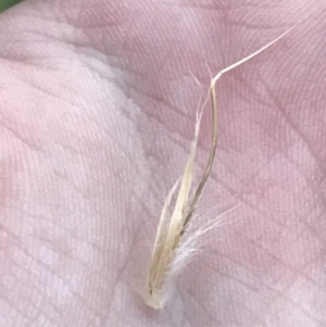 Rytidosperma sp. at Hughes, ACT - 1 Aug 2022