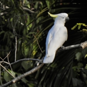 Cacatua galerita at Oak Beach, QLD - 3 Aug 2022 04:04 PM