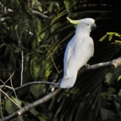 Cacatua galerita (Sulphur-crested Cockatoo) at Oak Beach, QLD - 3 Aug 2022 by GlossyGal