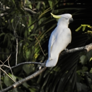 Cacatua galerita (Sulphur-crested Cockatoo) at by GlossyGal