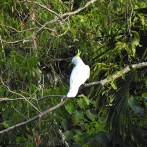 Cacatua galerita at Oak Beach, QLD - 3 Aug 2022 04:04 PM