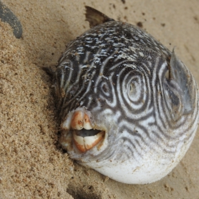 Unverified Other Native Fish at Oak Beach, QLD - 4 Aug 2022 by GlossyGal