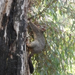 Trichosurus vulpecula (Common Brushtail Possum) at Mount Jerrabomberra QP - 6 Aug 2022 by Steve_Bok