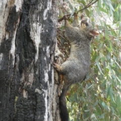 Trichosurus vulpecula at Jerrabomberra, NSW - 6 Aug 2022 04:40 PM