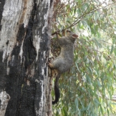 Trichosurus vulpecula at Jerrabomberra, NSW - 6 Aug 2022 04:40 PM