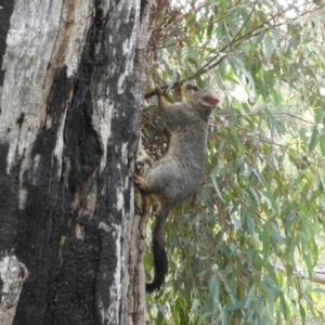 Trichosurus vulpecula at Jerrabomberra, NSW - 6 Aug 2022