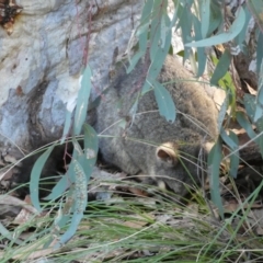 Trichosurus vulpecula at Jerrabomberra, NSW - 6 Aug 2022 04:40 PM