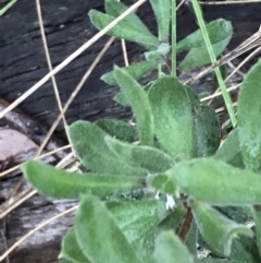 Persoonia rigida (Hairy Geebung) at Black Mountain - 6 Aug 2022 by Tapirlord