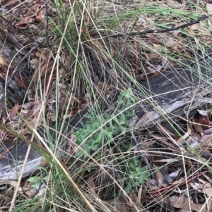 Persoonia rigida at O'Connor, ACT - 6 Aug 2022 01:52 PM