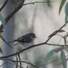 Petroica rosea (Rose Robin) at Mount Jerrabomberra - 6 Aug 2022 by Steve_Bok