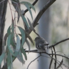 Petroica rosea at Jerrabomberra, NSW - 6 Aug 2022