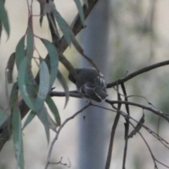 Petroica rosea at Jerrabomberra, NSW - 6 Aug 2022