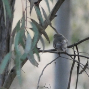 Petroica rosea at Jerrabomberra, NSW - 6 Aug 2022