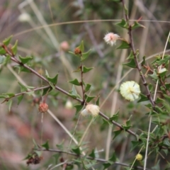 Acacia gunnii (Ploughshare Wattle) at Black Mountain - 6 Aug 2022 by Tapirlord