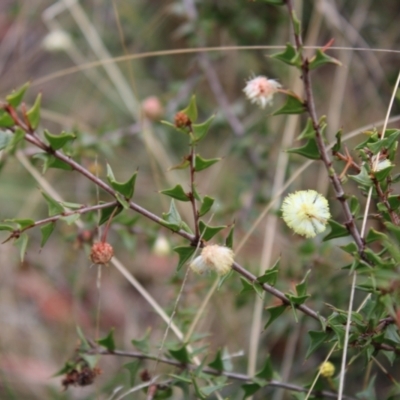 Acacia gunnii (Ploughshare Wattle) at Acton, ACT - 6 Aug 2022 by Tapirlord