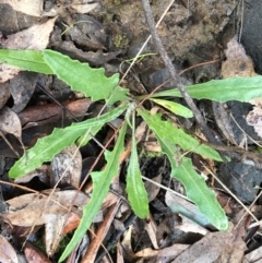 Senecio phelleus (Rock Fireweed) at Black Mountain - 6 Aug 2022 by Tapirlord